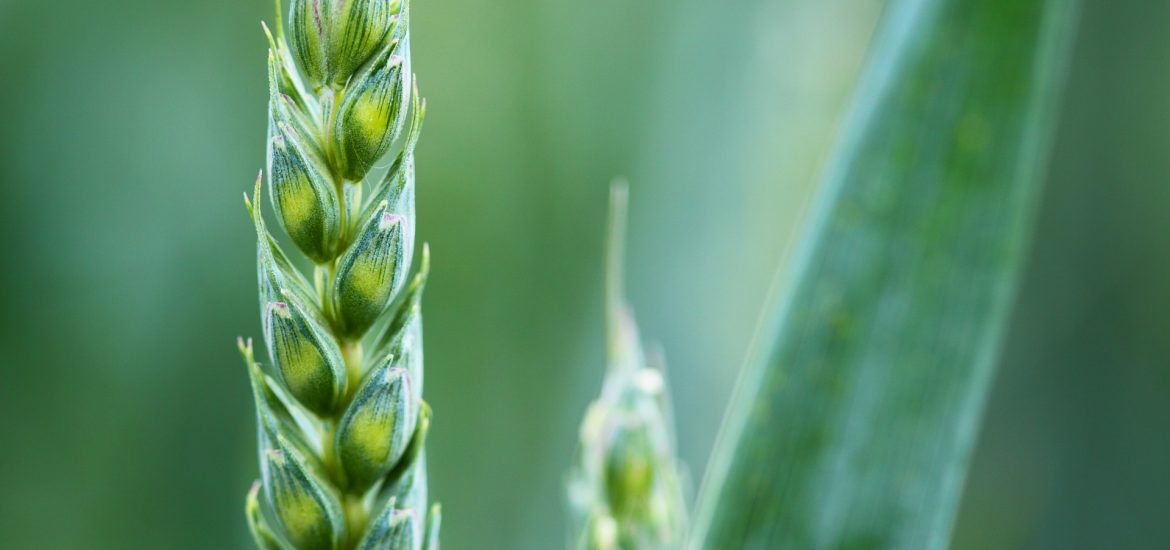 Zoomed in grain
