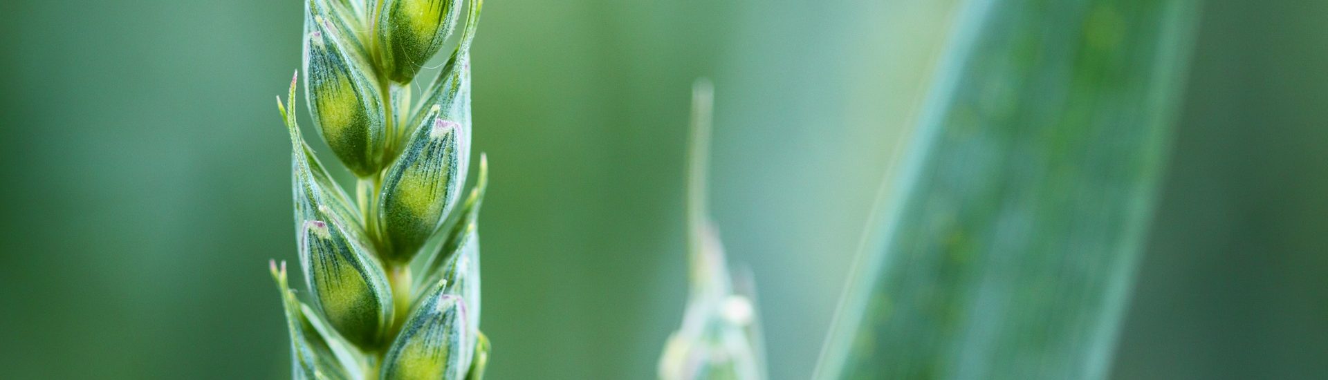 Zoomed in grain
